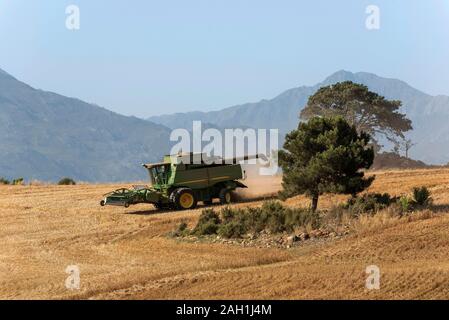 Caledon, Western Cape, Südafrika. Dezember 2019. Feldhäcksler Maschine kombiniert, in der wheatlands Region in der Nähe von Caledon, Western Cape. Stockfoto