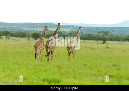 Nahaufnahme der Masai Giraffe (Giraffa Camelopardalis tippelskirchi oder "Twiga' in Swaheli) Bild auf Safari im Serengeti National Park, Tan Stockfoto
