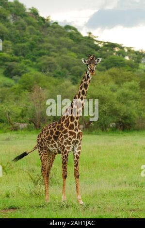 Nahaufnahme der Masai Giraffe (Giraffa Camelopardalis tippelskirchi oder "Twiga' in Swaheli) Bild auf Safari im Serengeti National Park, Tan Stockfoto