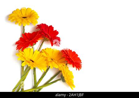 Bunter Haufen Gerbera Blumen auf weißem backgrpund. Ansicht von oben. Platz kopieren Stockfoto