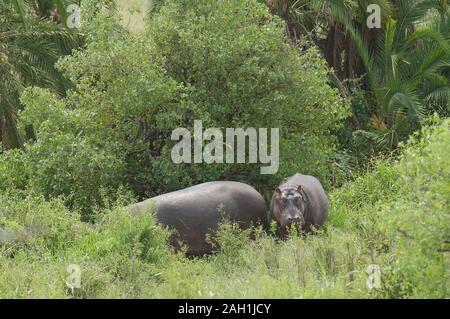 Flusspferde (Hippopotamus amphibius, oder „Kiboko“ in Swaheli) weiden auf Land im Serengeti Nationalpark, Tansania Stockfoto