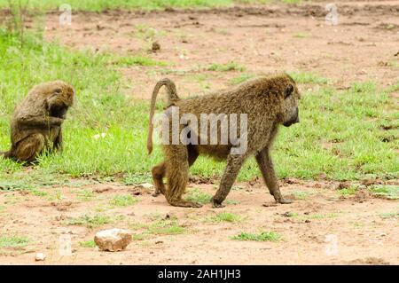 Nahaufnahme von Olive Paviane (Wissenschaftlicher Name: papio Anubis, oder Nyani in Swaheli) im Lake Manyara National Park, Tansania Stockfoto