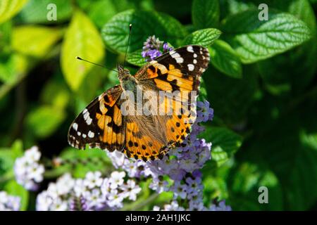 Die bemalte lady Butterfly (Vanessa cardui) Stockfoto