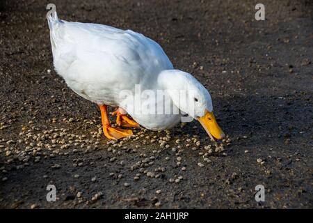 Weiße amerikanische Pekingenten (auch als Long Island oder aylesbury Enten bekannt) essen Vogelfutter pellets Stockfoto