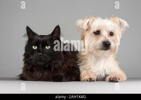 Katze und Hund, Großbritannien. Stockfoto