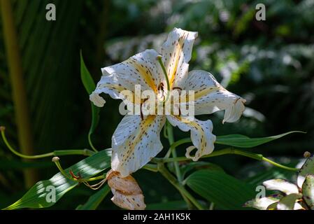 Eine goldgerönte Lilie Japans (Lilium auratum) Stockfoto