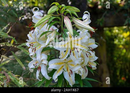 Eine goldgerönte Lilie Japans (Lilium auratum) Stockfoto