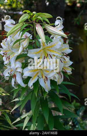 Eine goldgerönte Lilie Japans (Lilium auratum) Stockfoto