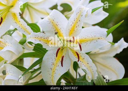 Eine goldgerönte Lilie Japans (Lilium auratum) Stockfoto