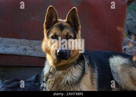 Deutscher Schäferhund ist eine eiserne Kette gebunden Stockfoto