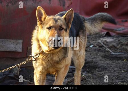 Deutscher Schäferhund ist eine eiserne Kette gebunden Stockfoto