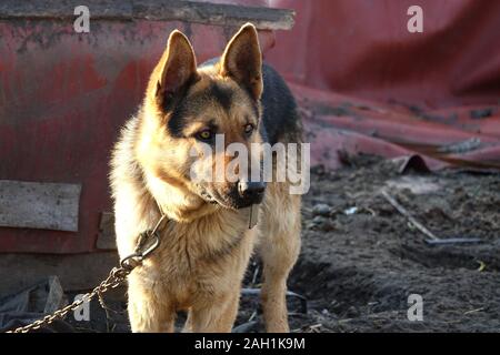 Deutscher Schäferhund ist eine eiserne Kette gebunden Stockfoto