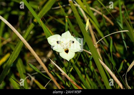 Die blassgelbe Blume einer Schmetterlingsfahne (Dietes bicolor) Stockfoto