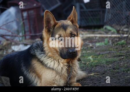 Deutscher Schäferhund ist eine eiserne Kette gebunden Stockfoto