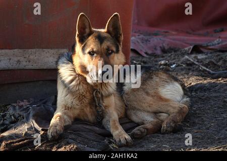 Deutscher Schäferhund ist eine eiserne Kette gebunden Stockfoto