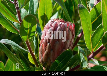 Die Blumenknospe eines Protea 'Pink Ice' (Protea neriifolia x susannae) Stockfoto