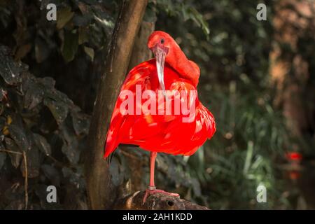 Scarlet Ibis, Eudocimus ruber, wilde tropische Vögel von Brasilien isoliert in den Wald Foz de Iguazu Parque das Aves Stockfoto