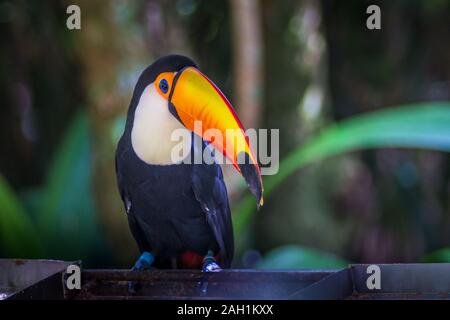 Tucano - Vogel Ramphastos toco Toco isoliert, Nahaufnahme, Porträt in der wilden Parque das Aves, Brasil - Vögel Ort Park in Brasilien Toco-Toucan portrait Clos Stockfoto
