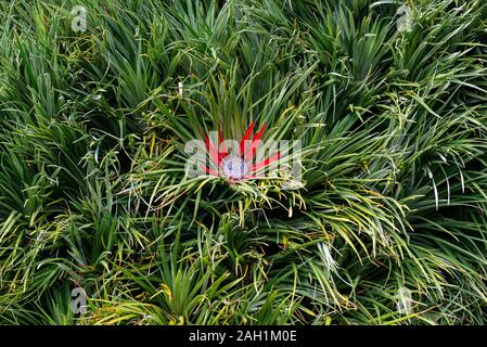 Ein Crimson Bromeliad (Fascicularia bicolor) Stockfoto