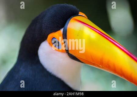 Tucano - Vogel Ramphastos toco Toco isoliert, Nahaufnahme, Porträt in der wilden Parque das Aves, Brasil - Vögel Ort Park in Brasilien Toco-Toucan portrait Clos Stockfoto