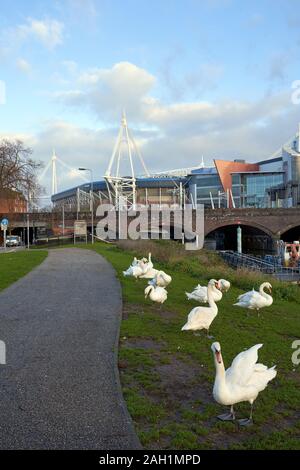 Schwäne am Ufer des Flusses Taff in der Nähe des Fürstentums Stadium, Cardiff, South Wales. Stockfoto