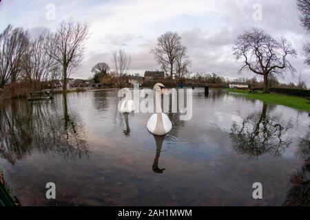 Schwäne auf einem überfluteten Spielplatz nach starkem Regen. Die Hochwasserwarnung wurde auf eine Hochwasserwarnung entlang dieses Abschnitts des Flusses Avon erhöht, da der Grundwasserspiegel weiter ansteigt, Fordingbridge, New Forest, Hampshire, Großbritannien, 23.. Dezember 2019: Wetter. Stockfoto