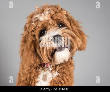 Porträt eines Kavapoo (Rubinrot, 7 Monate alt, Rüde) Haustier-Hundes in Großbritannien. Stockfoto