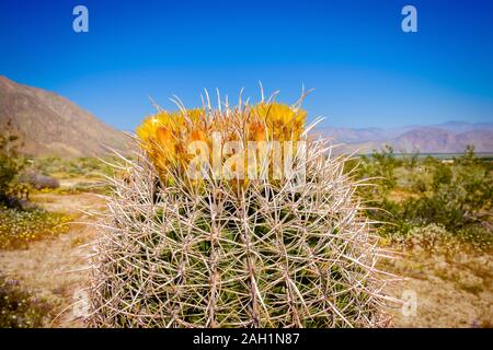 In der Nähe auf einem Barrel Kaktus in der Blüte im Frühling in der Anza-Borrego Desert State Park Stockfoto