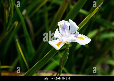 Ein Märchen Iris (dietes Grandiflora) Stockfoto