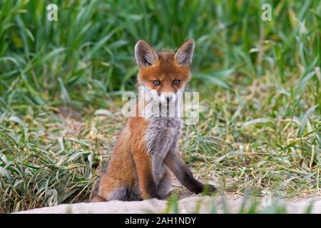 Junge Red Fox (Vulpes vulpes) single Kit aus Graben im Grünland/Wiese im Frühjahr Stockfoto