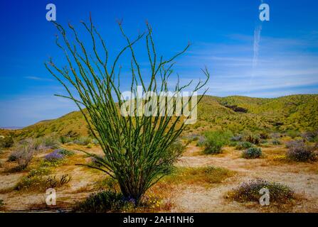 Nahaufnahme von einem einzigen Ocotillo Kaktus in Joshua Tree National Park, Kalifornien Stockfoto