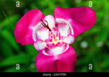 Ein Pfau tiger Blume (Tigridia pavonia) Stockfoto