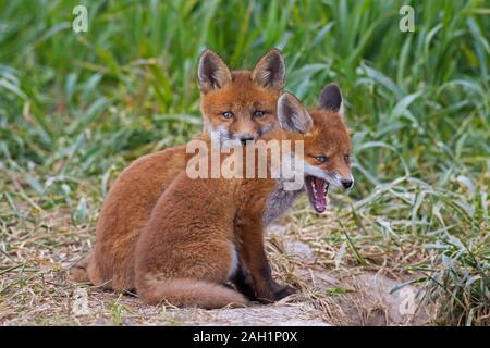 Junge yelping Red Fox (Vulpes vulpes) zwei Sätze aus Graben, Eingang im Grünland/Wiese im Frühjahr Stockfoto