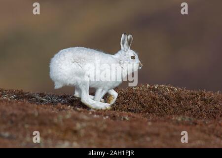 Schneehase/Alpine Hase/Schneehase (Lepus timidus) in weiß winter Fell in Moor- und Heidelandschaft im Frühjahr Stockfoto