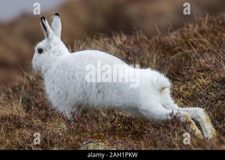 Schneehase/Alpine Hase/Schneehase (Lepus timidus) in weiß winter Fell stretching Gliedmaßen in Moor- und Heidelandschaft im Frühjahr Stockfoto