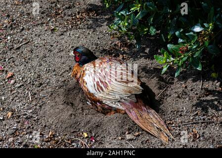 Ein männlicher gemeinsame Fasan (Phasianus colchicus) mit Staub Badewanne Stockfoto