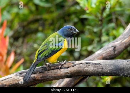 Schwarz-chested Mountain-Tanager Cnemathraupis eximia Yanacocha finden, Ecuador 9 Dezember 2019 nach Thraupidae Stockfoto