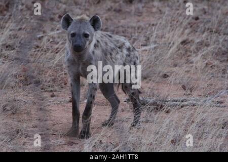 Mutter Hyena im Morgengrauen Südafrikas Stockfoto