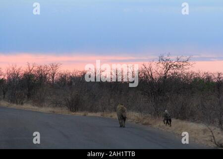 Mutter Hyena im Morgengrauen Südafrikas Stockfoto