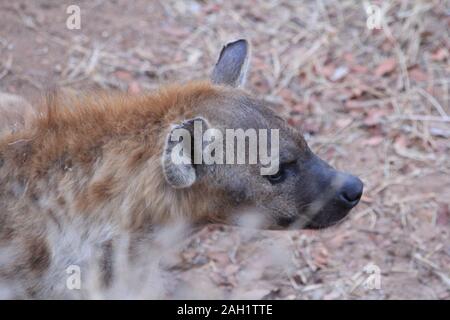 Mutter Hyena im Morgengrauen Südafrikas Stockfoto