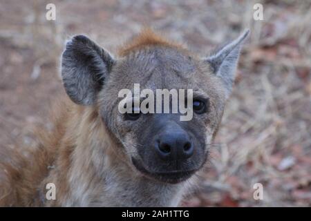 Mutter Hyena im Morgengrauen Südafrikas Stockfoto