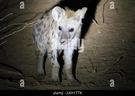 Mutter Hyena im Morgengrauen Südafrikas Stockfoto