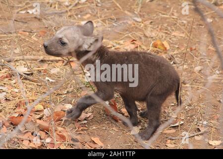 Mutter Hyena im Morgengrauen Südafrikas Stockfoto