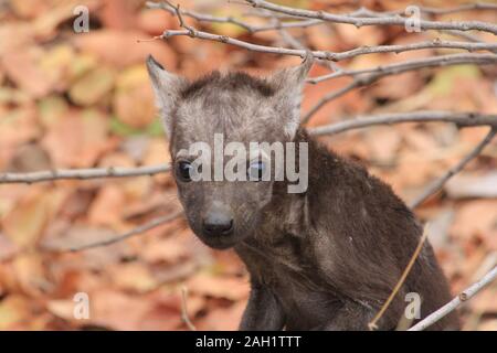 Mutter Hyena im Morgengrauen Südafrikas Stockfoto