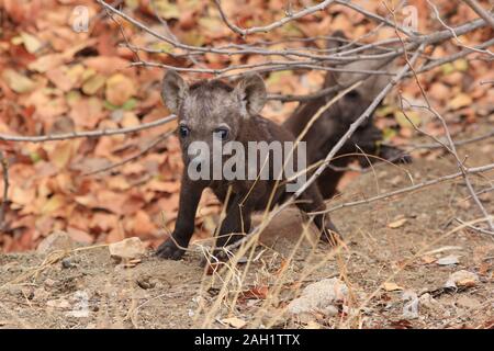 Mutter Hyena im Morgengrauen Südafrikas Stockfoto