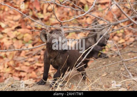 Mutter Hyena im Morgengrauen Südafrikas Stockfoto