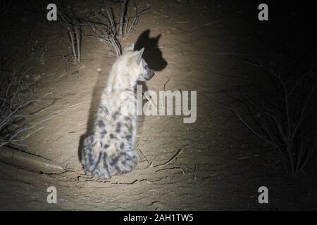 Mutter Hyena im Morgengrauen Südafrikas Stockfoto