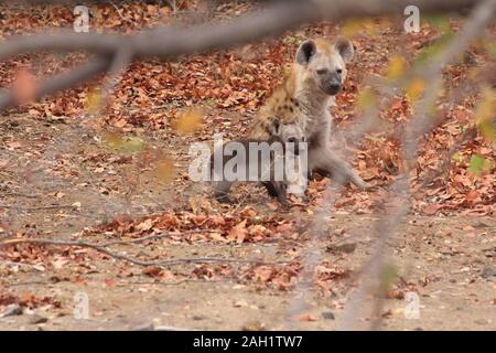 Mutter Hyena im Morgengrauen Südafrikas Stockfoto