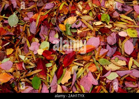 Blätter im Herbst Stockfoto