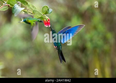 Great Sapphirewing Pterophanes cyanopterus Yanacocha finden, Ecuador 9 Dezember 2019 erwachsenen männlichen Der Stockfoto